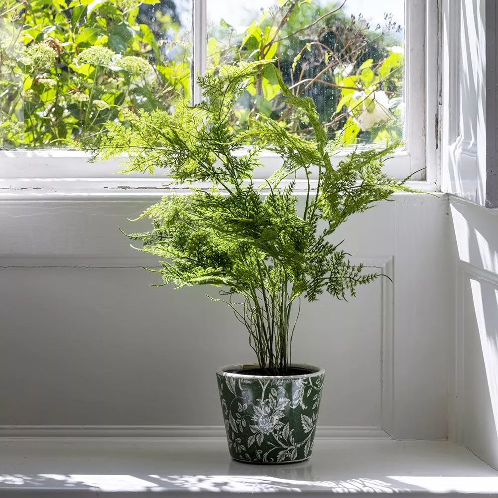 Grand Illusions Asparagus Fern in Pot